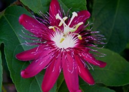 Passiflora lady margaret / Piros golgotavirág